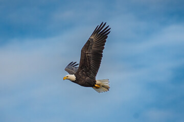 bald eagle in flight
