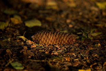 Fir cones at the foot of trees, coniferous forest
