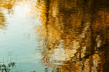 The river background. Reflex of the trees in the water