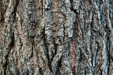 Textura marrón de árbol grande.