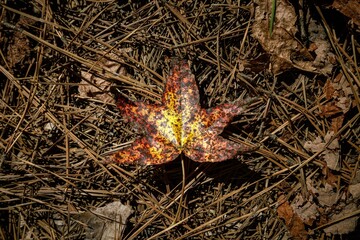 Autumn yellow dry leaves on the ground in the forest
