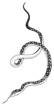Black and white graphics with pen, snake