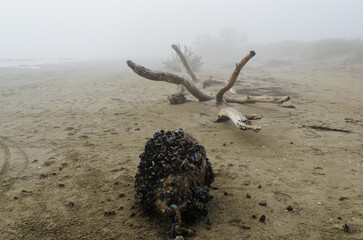 Un grosso tronco e un galleggiante per la mitilicoltura coperto dalle cozze sulla spiaggia di Alberoni al Lido di Venezia in una giornata di nebbia