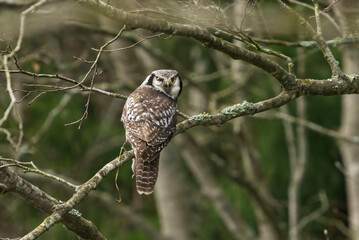 Northern hawk owl (Surnia ulula) sitting on a branch and looking back with a vole in it's claws.