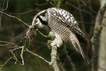 Northern hawk owl (Surnia ulula) sitting on a branch feeding on a vole.