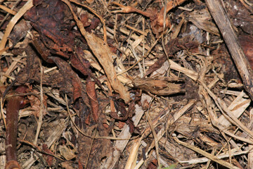 rufous grasshopper insect macro photo