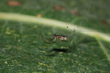 agelena labyrinthica spider macro photo