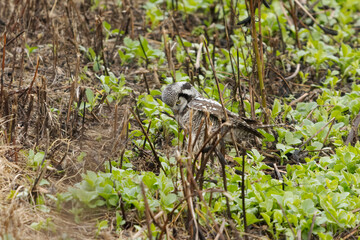 Northern hawk owl (Surnia ulula) in the field hunting for voles in fall.