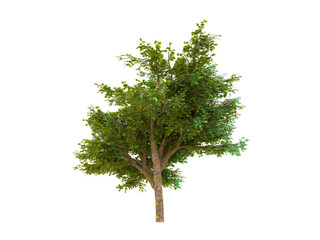 3d illustration of a tree on a transparent background