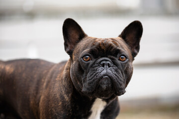Obraz premium French Bulldog