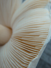 Close up of gills of agaric mushroomю. Lamella of a big mushroom abstract background macro close up