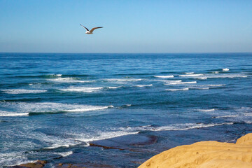 Bird flying over La Jolla Shores Beach