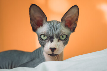 Portrait of Sphynx cat. Close-up Domestic cat