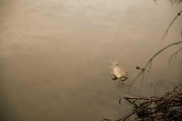 Dead carp floating in a swamp because of pollution