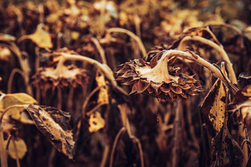 Close-up of a dry sunflower ready to be harvested