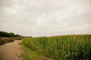 Close-up of a cornfield with clouds in the background