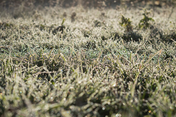 Young grass is covered with condensation as a result of a drop i