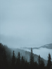 Mountain forest in fog and clouds