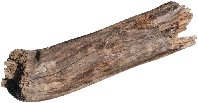 Dry branch tree naturally.