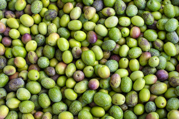 Ripe green olive fruits as a background