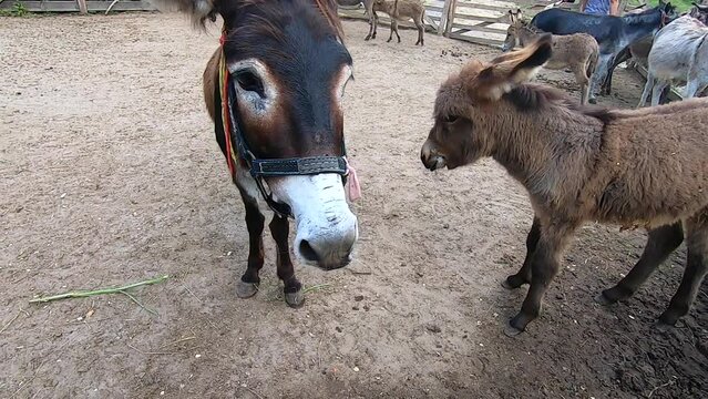 Mom donkey with baby colt in paddock on outside donkey farm. Head muzzle closeup. Pets, domestic animals, animal husbandry. Livestock corral. Cute pets with brown hair. Livestock breeding Agricultural