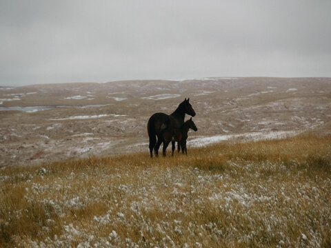 Two horses standing in snowy landscape