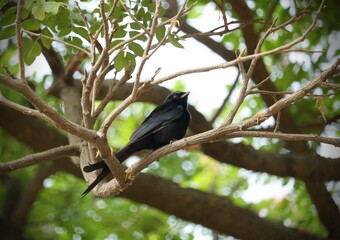 Black Bird on a Tree Branch