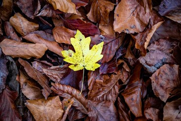 Yellow maple leaves on dried leaves for cool background