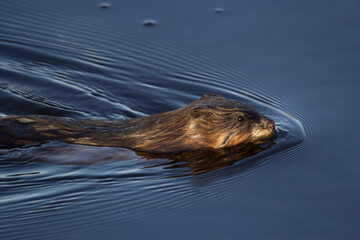Cute fluffy brown muskrat is swimming in the blue waters.