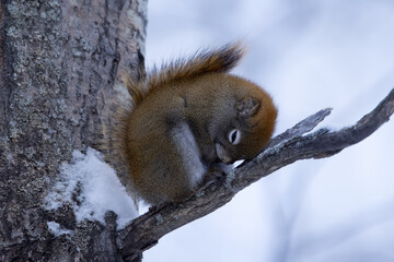 Furry American red squirrel sleeps in the snowy forest.