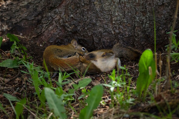 Baby squirrels are chasing each other in the forest in summer.