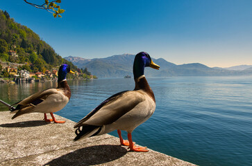 Schöne Bilder vom Lago Maggiore