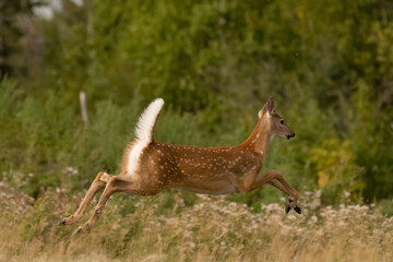 Little deer jums over the grass to hide in the wood.