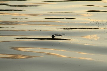 Closeup shot of a turtle floating in the sunset reflecting pond water