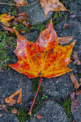 closeup of a red orange maple leaf in autumn lying on wet stones