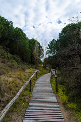 Fototapeta na wymiar Un vialetto pavimentato con tavole di legno attraversa la vegetazione per portare al mare in una giornata di sole e nuvole