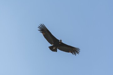 Beautiful shot of Andean condor flying in the blue sky