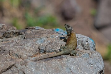 Closeup shot of a Spiny lizards on a rock with blur background