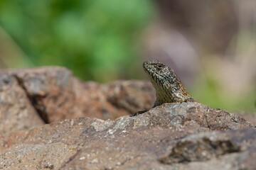 Shallow shot of a Spiny lizard on a rock looking with blur bacground
