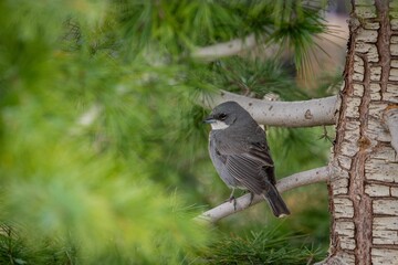 Closeup shot of a Diuca finch perching on tree branch with blur green background