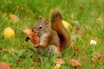 Naklejka na ściany i meble Red squirrel is eating a mushroom in the grass with yellow leaves.