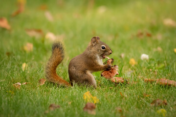 Naklejka na ściany i meble Red squirrel is eating a mushroom in the grass with yellow leaves.