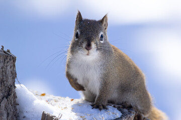 Cute Res squirrel is sitting on the stump with snow in winter.