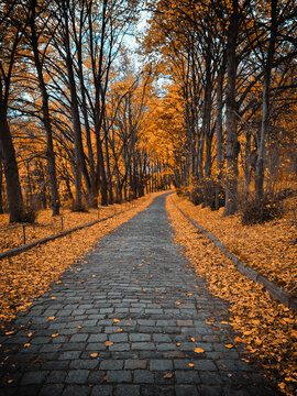 Stone road in autumn park