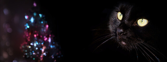 black cat and Christmas tree lights on background