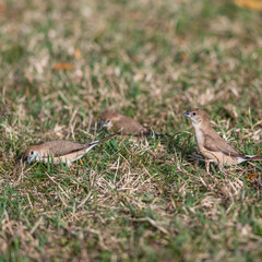 Oiseau capucin bec de plomb posés au sol dans l'herbe d'une prairie