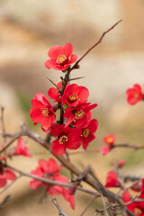 Beautiful red flowers of chaenomeles, close-up of Japanese quince flowers, pink buds of flowering plants in the Rosaceae family.