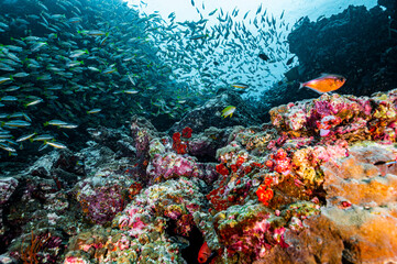 biodiversity at coral reef in the South Andaman Sea / Thailand