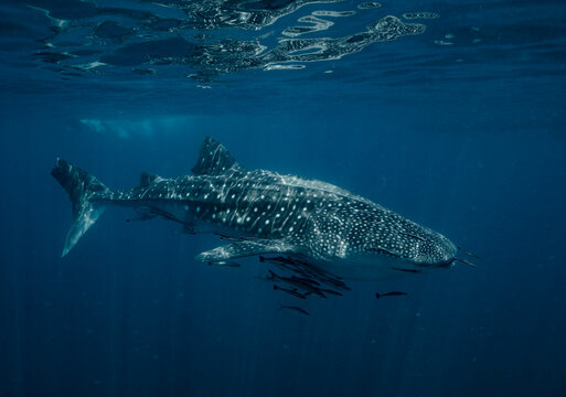 a whale shark - the largest fish in the world  - in Thailand