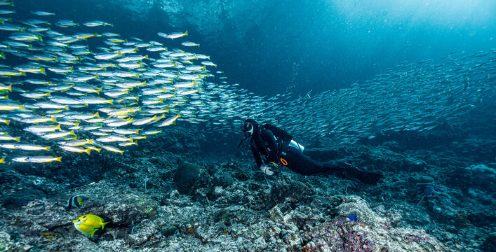 diver exploring a coral reef in the South Andaman Sea / Thailand